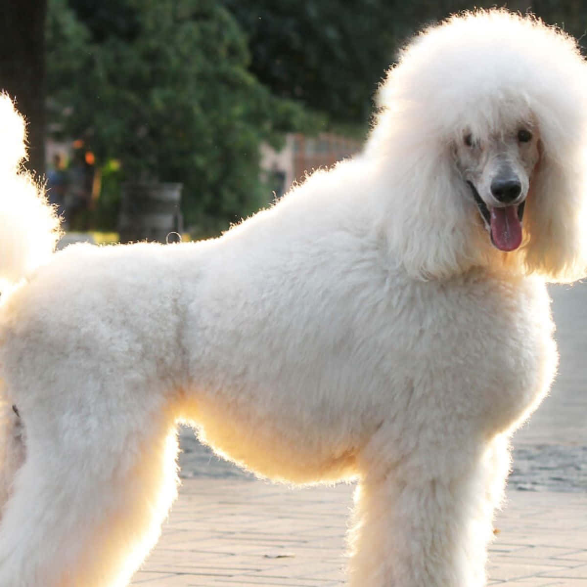 Poodle 桌布 壁紙 — 一隻毛茸茸的白色貴賓犬站在戶外，沐浴在金色陽光下，伸出舌頭，眼睛明亮。