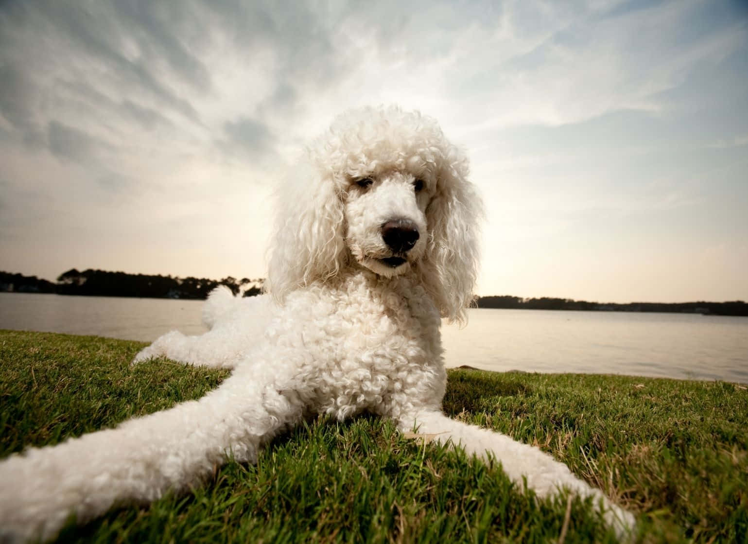 Poodle 桌布 壁紙 — 一隻毛茸茸的白色貴賓犬躺在柔軟多雲的天空下，平靜的水邊鮮綠的草地上。