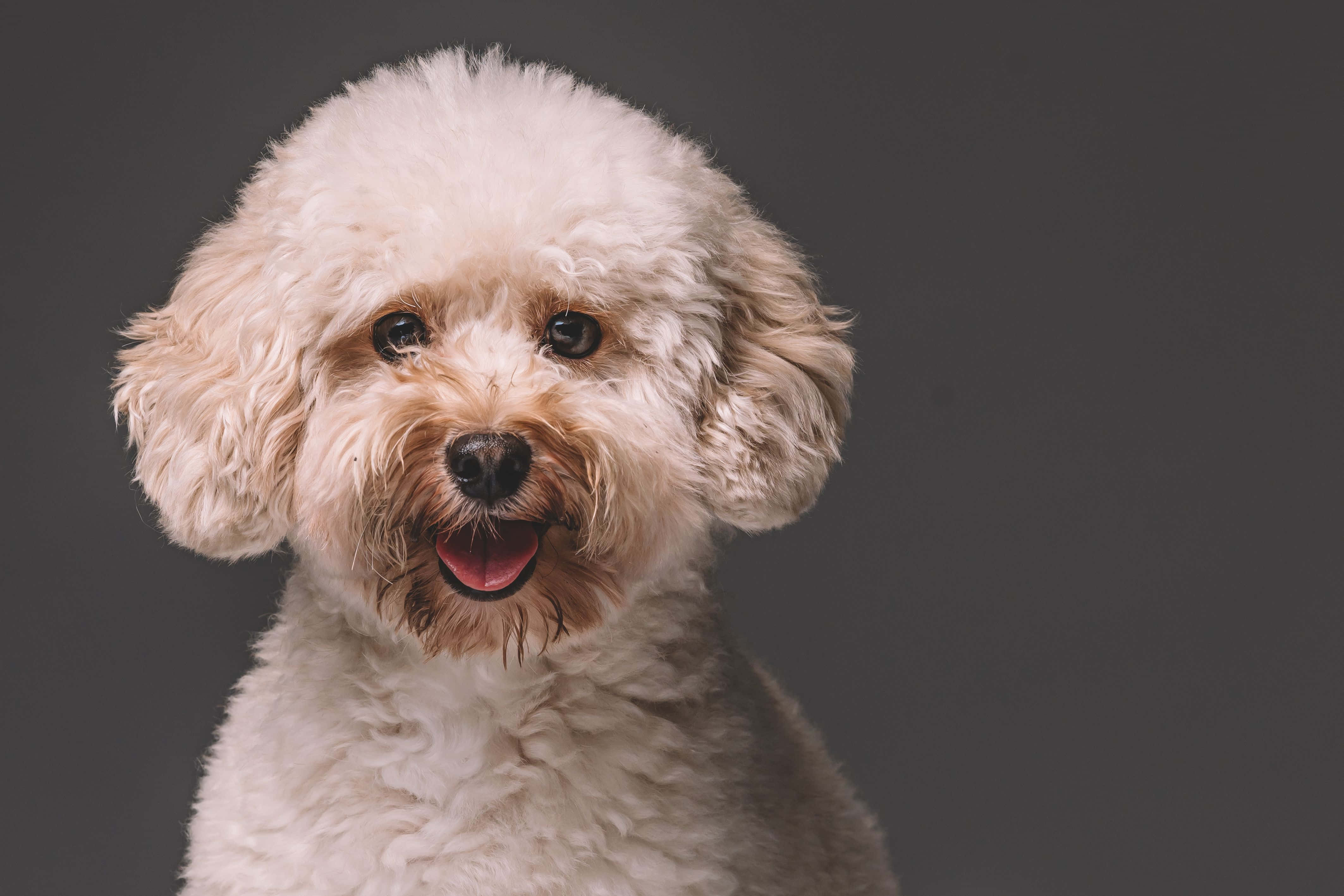 Poodle 桌布 壁紙 — 一隻毛茸茸的白色貴賓狗帶著開心的表情，在深灰色背景前直視鏡頭。