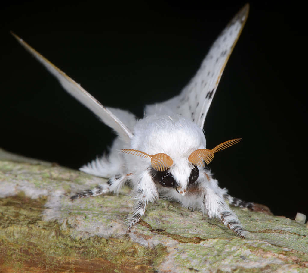 moth 桌布 壁紙 — 一隻毛茸茸的白色飛蛾，帶有橙色觸角，棲息在長滿苔蘚的樹枝上，背景為黑色。