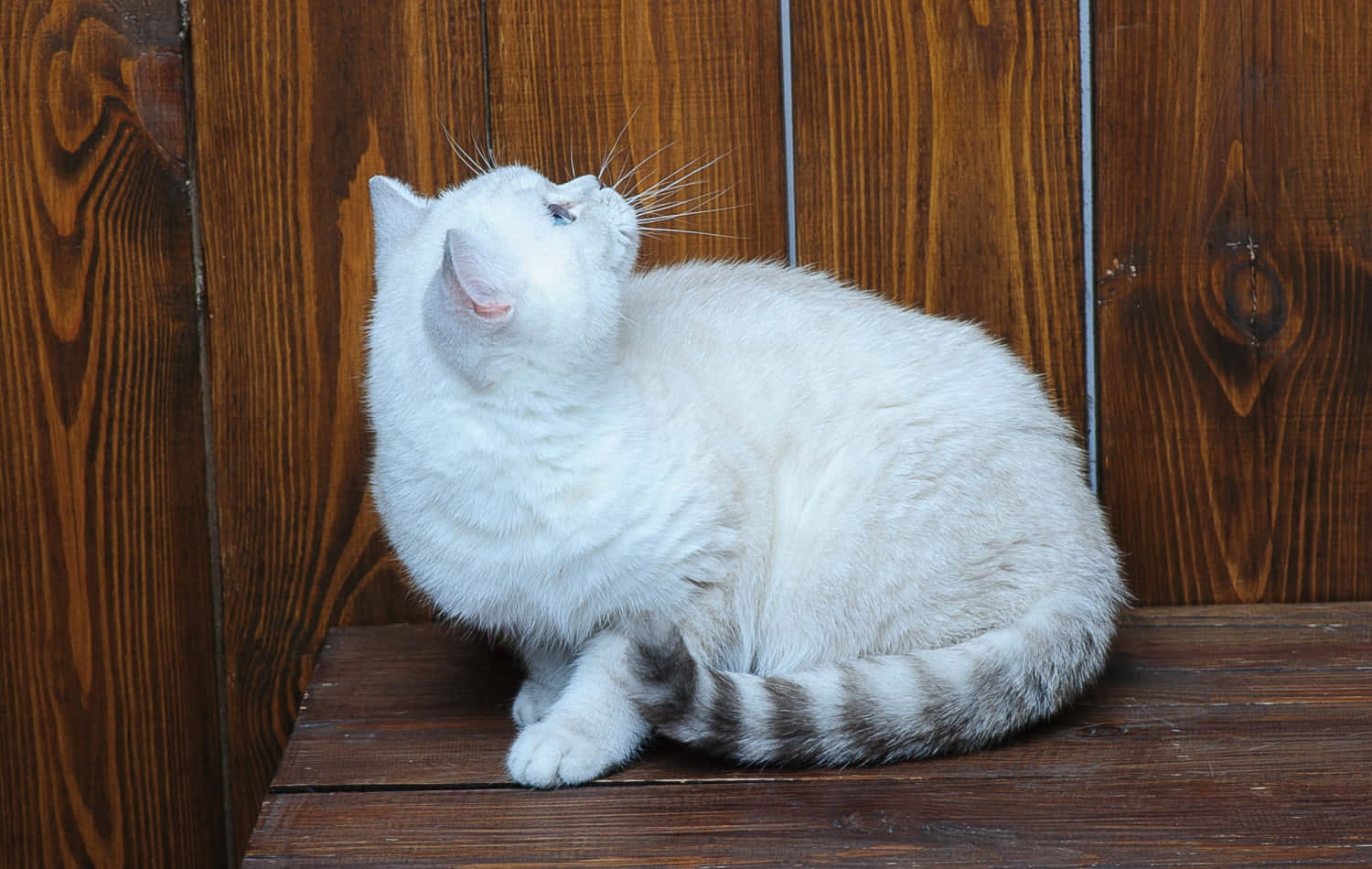 Brazilian Shorthair 桌布 壁紙 — 一隻毛茸茸的白貓，尾巴有條紋，警覺地坐在木長椅上，背景是豐富的棕色木鑲板牆。