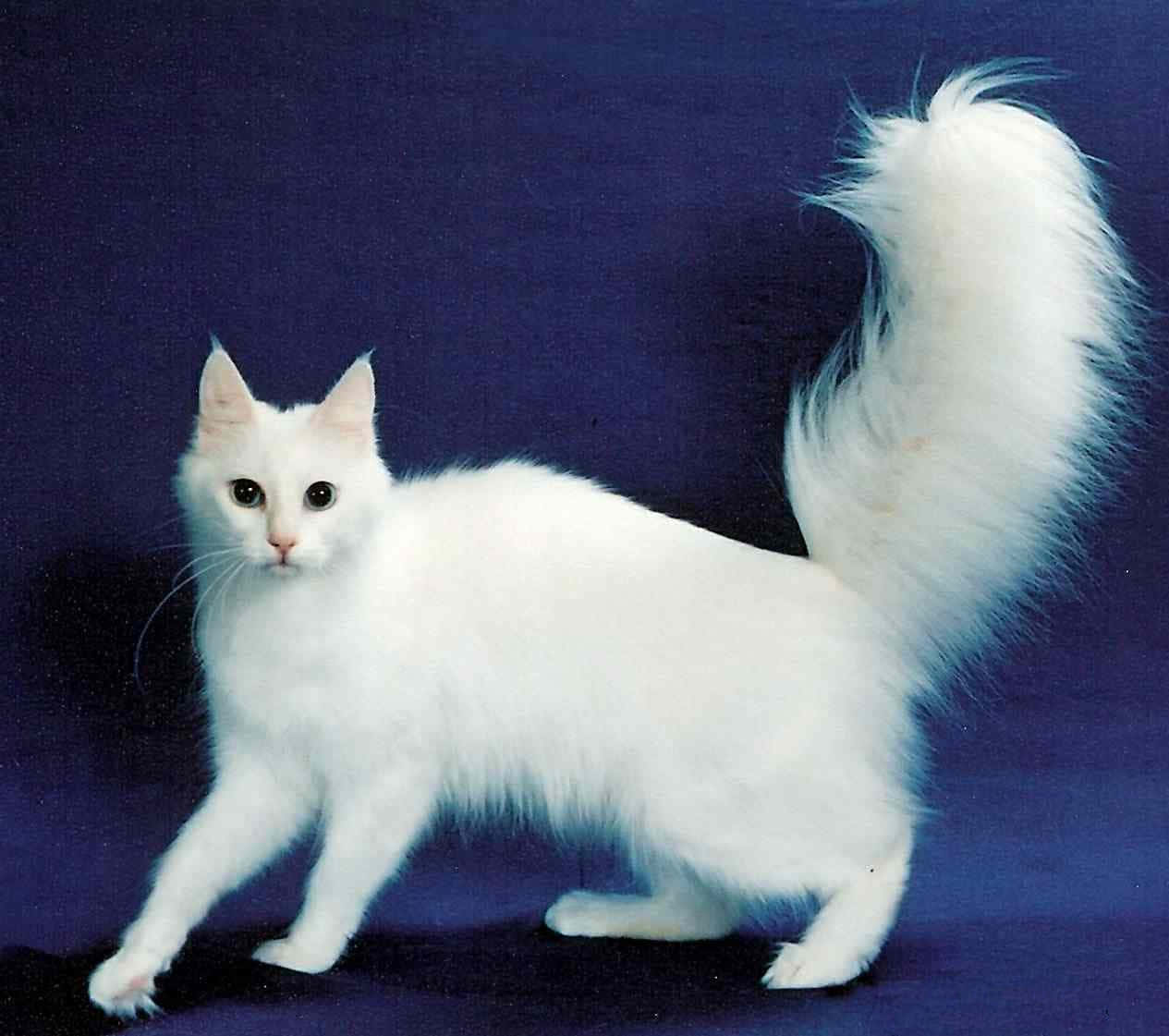 Turkish Angora 桌布 壁紙 — 一隻毛茸茸的白貓，尾巴蓬鬆，站在深藍色背景前，眼睛睜得大大的，警覺地注視著。
