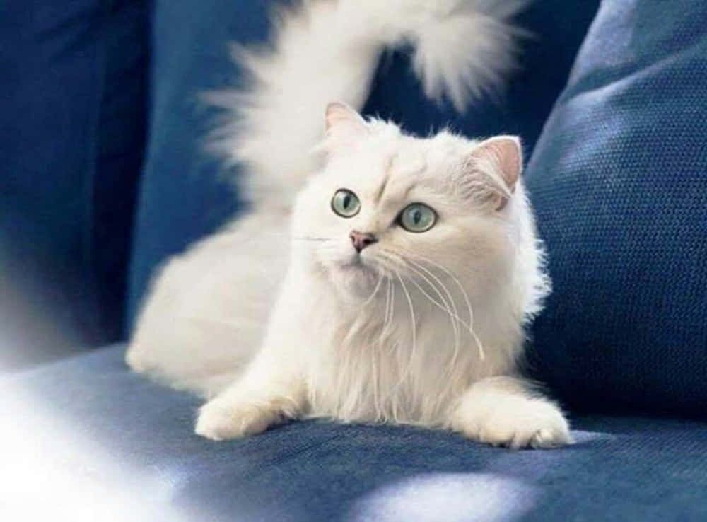 Turkish Angora 桌布 壁紙 — 一隻毛茸茸的白貓，擁有引人注目的綠色眼睛，高貴地躺在一張深藍色沙發上，尾巴高高捲起。