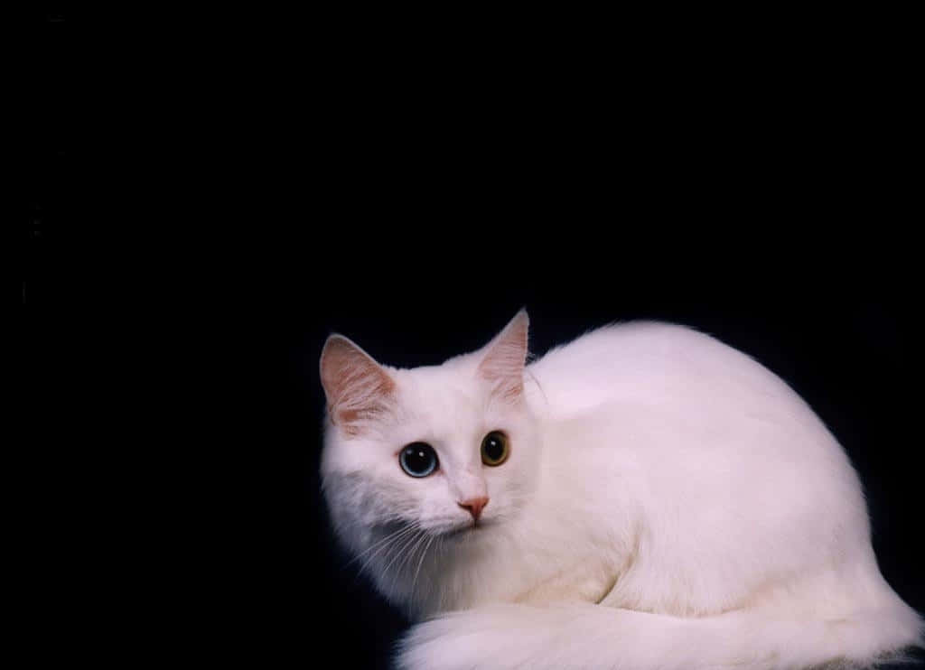 Turkish Angora 桌布 壁紙 — 一隻毛茸茸的白貓，擁有異色瞳，靠在純黑背景上，平靜地凝視著觀看者。