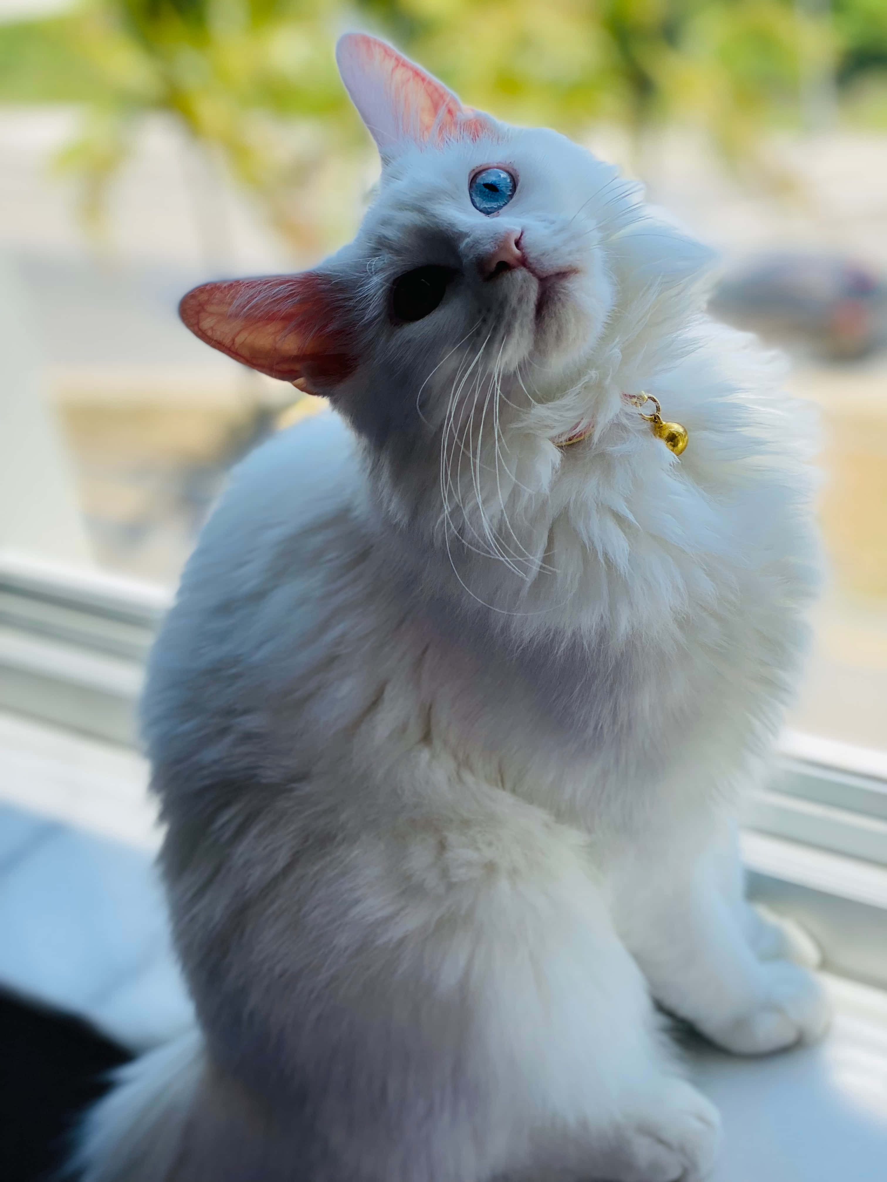 Beautiful Cats 桌布 壁紙 — 一隻毛茸茸的白貓，有一隻藍眼睛和一隻黑眼睛，坐在沐浴在柔和陽光中的窗邊。