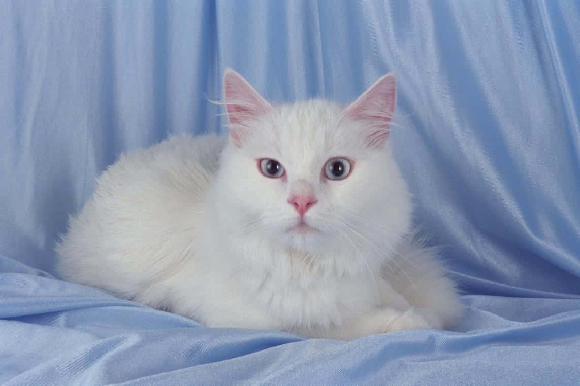 Turkish Angora 桌布 壁紙 — 一隻毛茸茸的白貓，有粉紅色的耳朵和鼻子，躺在柔軟的藍色布料上，直視鏡頭。