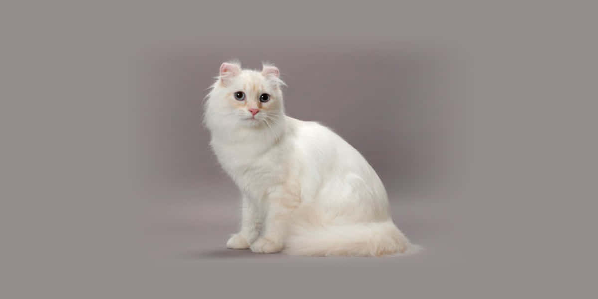 American Curl 桌布 壁紙 — 一隻毛茸茸的白貓，有著大大的、富有表情的眼睛，端坐在柔和的灰色攝影棚背景前。
