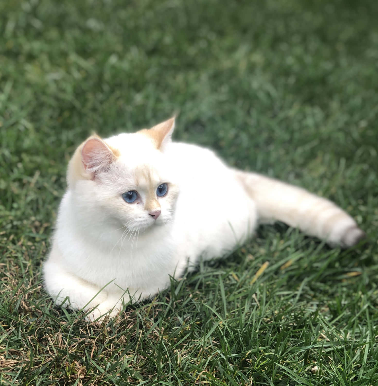 Munchkin Cat 桌布 壁紙 — 一隻毛茸茸的白貓，有著引人注目的藍眼睛，在明亮的日光下，平靜地躺在鮮綠色的草地上。
