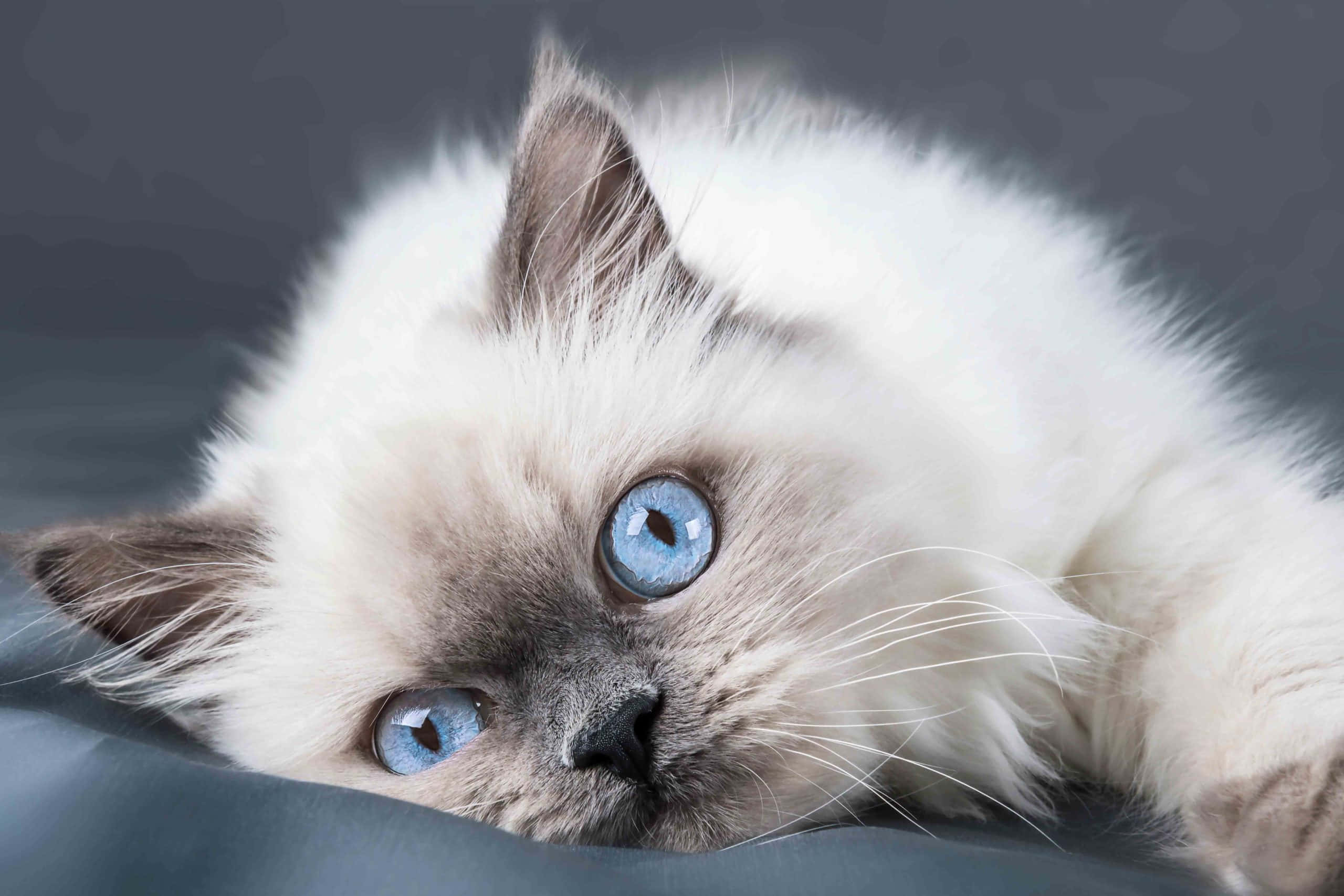 Ragdoll 桌布 壁紙 — 一隻毛茸茸的白貓，有著引人注目的藍色眼睛，將頭靠在柔軟的灰色表面上，直視著觀看者。