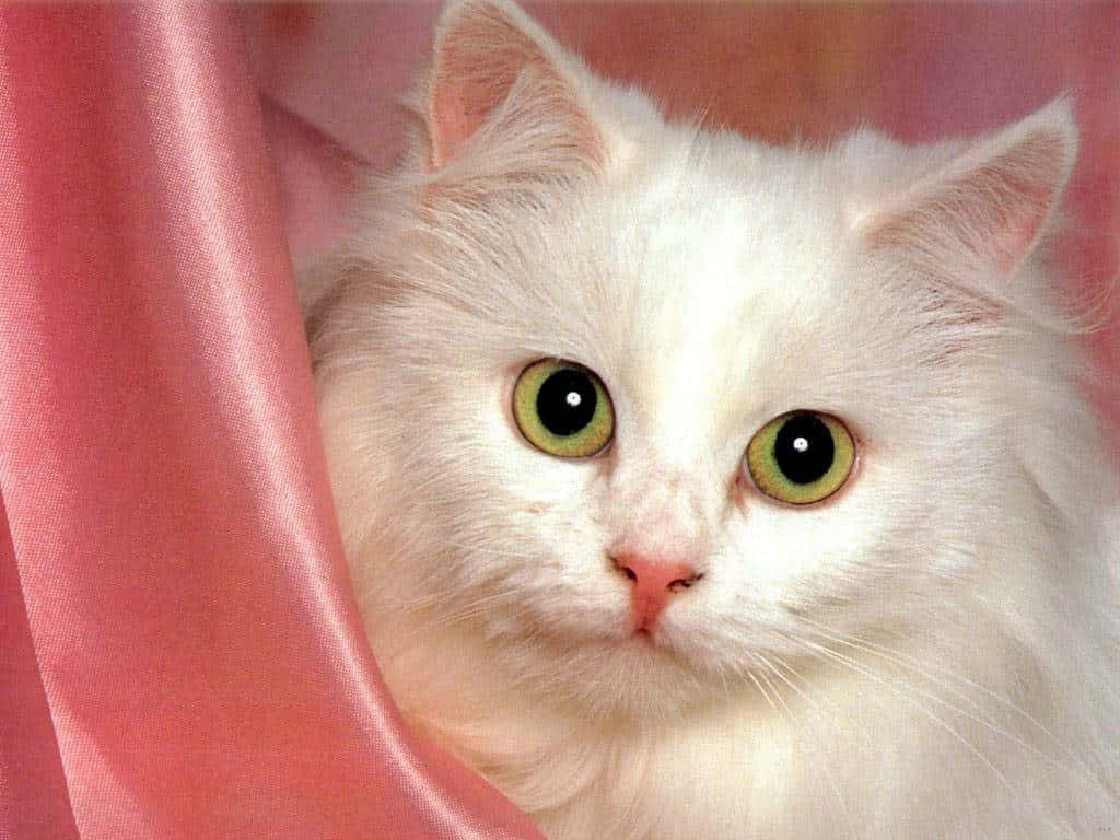 Turkish Angora 桌布 壁紙 — 一隻毛茸茸的白貓，有著引人注目的綠色眼睛，從柔軟的粉紅色緞面窗簾後面探出頭來。