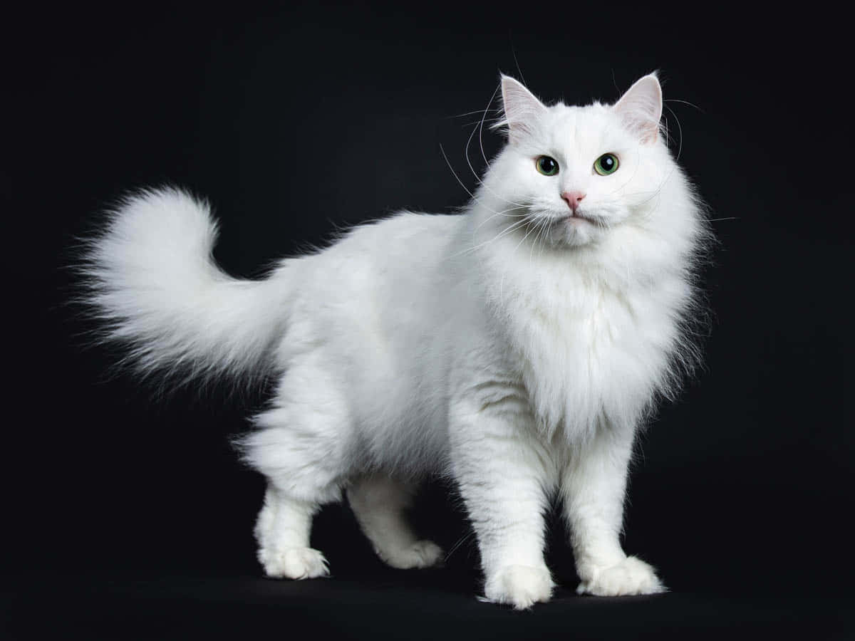 Siberian Cat 桌布 壁紙 — 一隻毛茸茸的白貓，有著引人注目的綠色眼睛，在純黑色背景前擺出姿勢。
