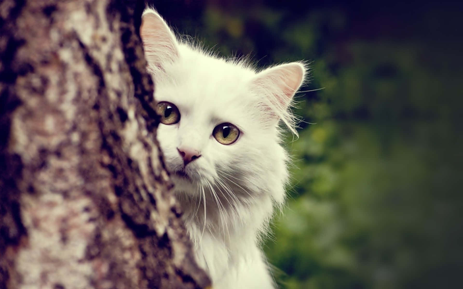 Cool Cat 桌布 壁紙 — 一隻毛茸茸的白貓在柔和的模糊綠色森林中，用金色的眼睛好奇地從樹幹後面窺視。