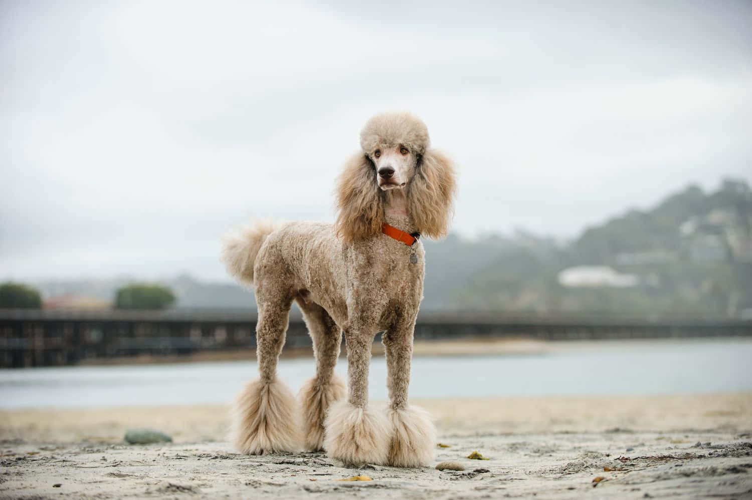 Poodle 桌布 壁紙 — 一隻毛茸茸的米色貴賓犬站在濕漉漉的沙灘上，背景是霧氣朦朧的海濱和遠處的碼頭，呈現柔和焦點。