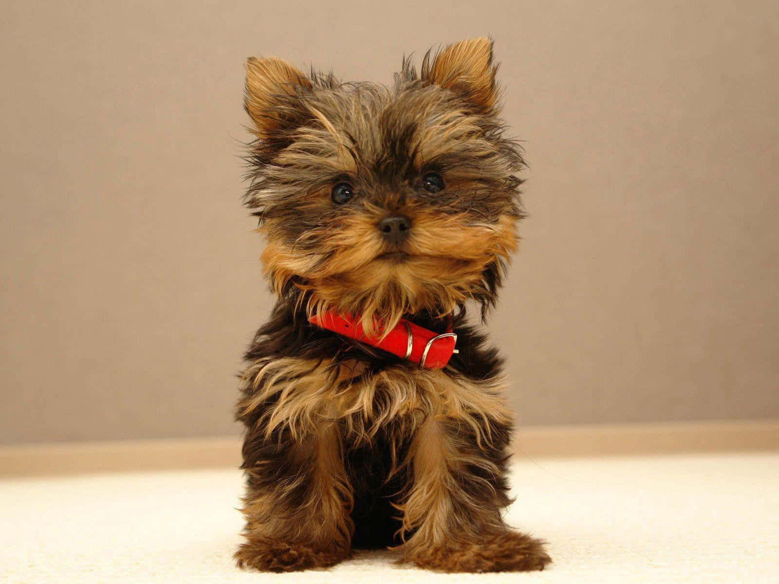 yorkie 桌布 壁紙 — 一隻毛茸茸的約克夏㹴幼犬戴著紅色項圈，在淺色地板上對著純米色牆壁專注地坐著。