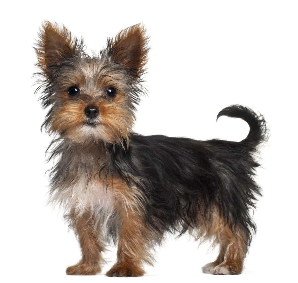 yorkie 桌布 壁紙 — 一隻毛茸茸的約克夏㹴豎起耳朵、尾巴捲曲，在純白背景下警覺地站立。