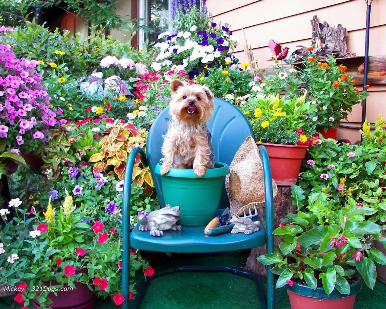 yorkie 桌布 壁紙 — 一隻毛茸茸的約克夏梗犬自豪地坐在青綠色的花園椅上，周圍環繞著色彩繽紛的花朵和盆栽植物。