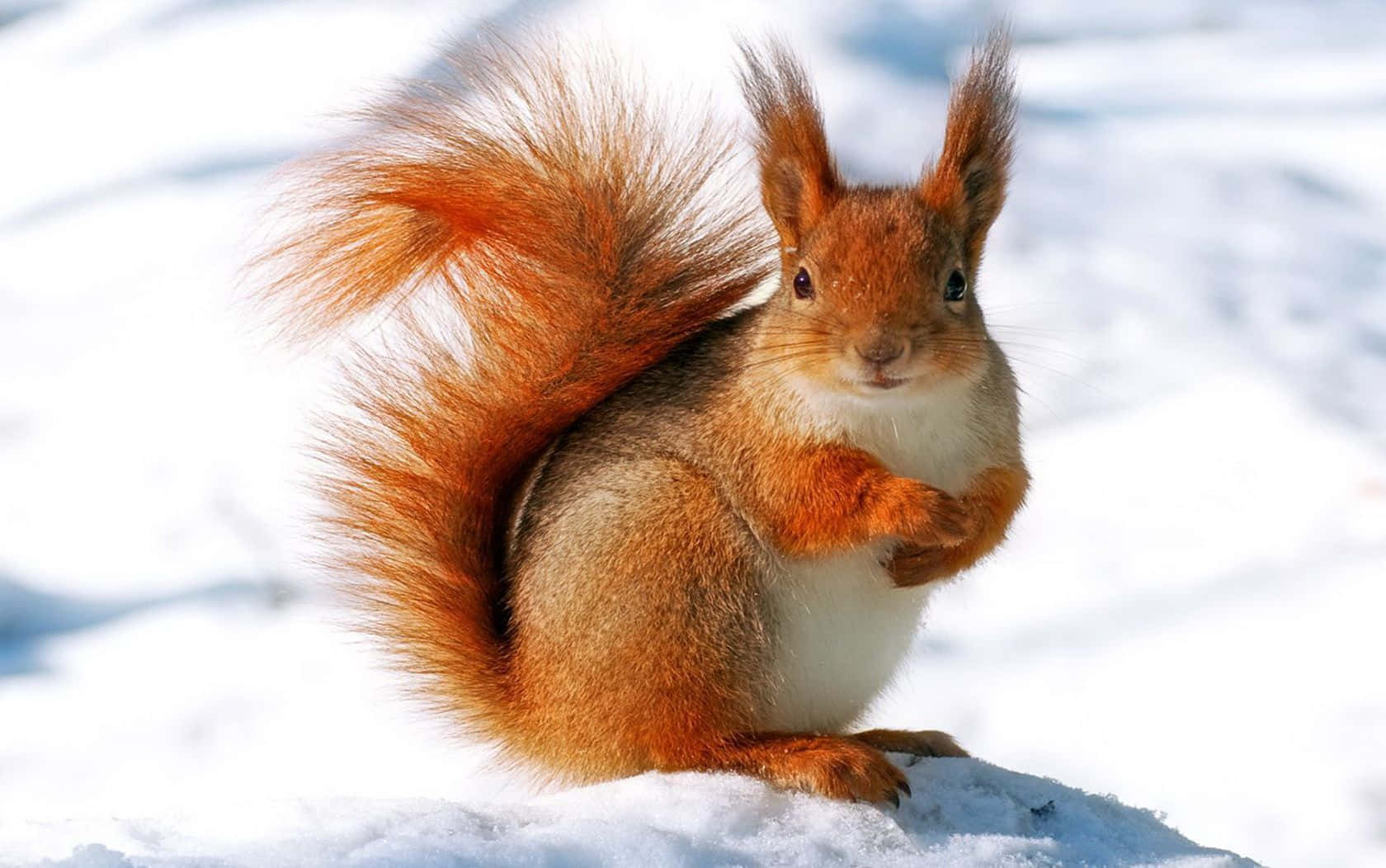 Winter Animal 桌布 壁紙 — 一隻毛茸茸的紅松鼠，尾巴蓬鬆，直立在明亮的雪地中，好奇地看著相機。