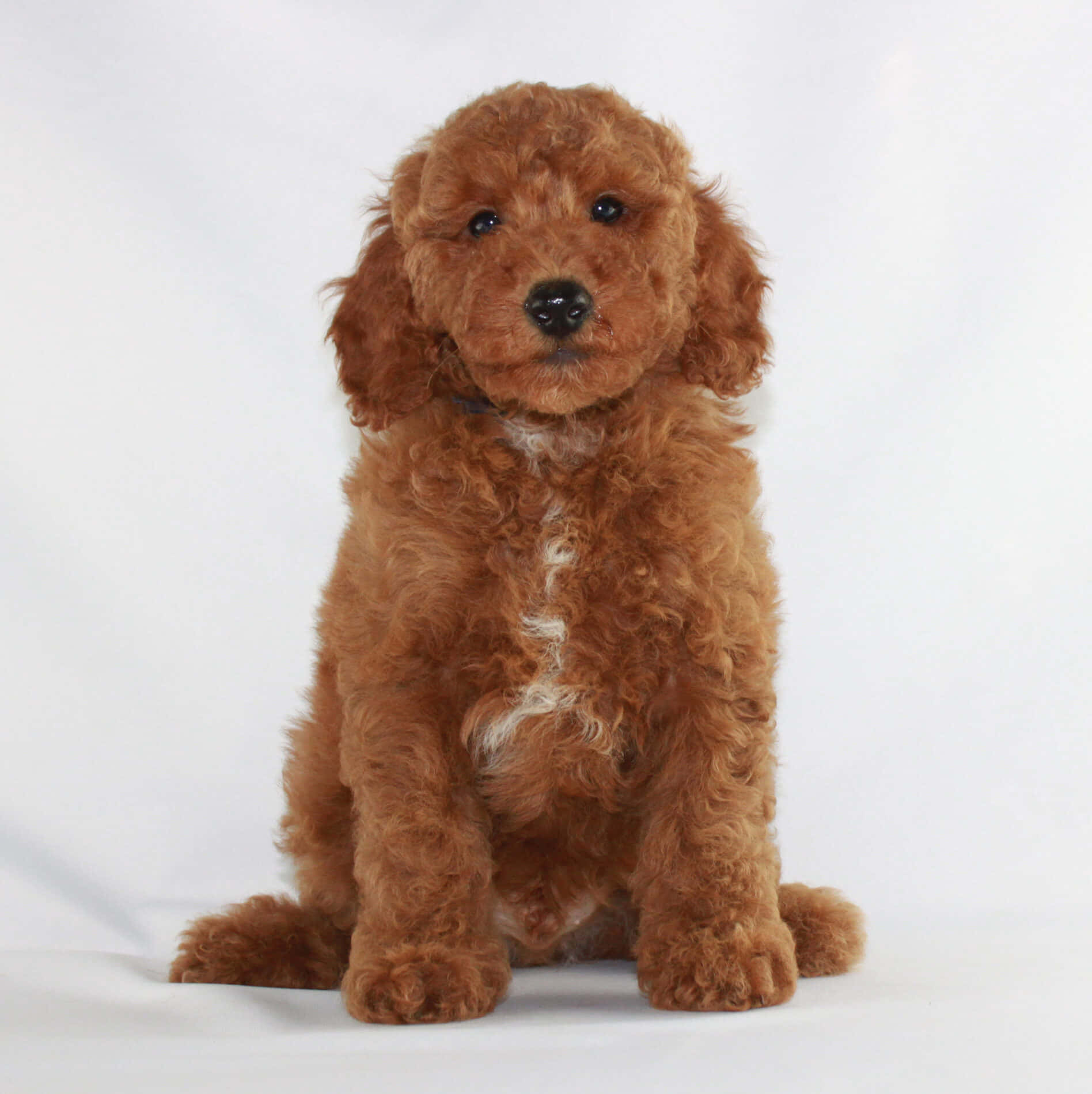 Poodle 桌布 壁紙 — 一隻毛茸茸的紅棕色小狗，毛髮捲曲，在純白色背景前專注地坐著。
