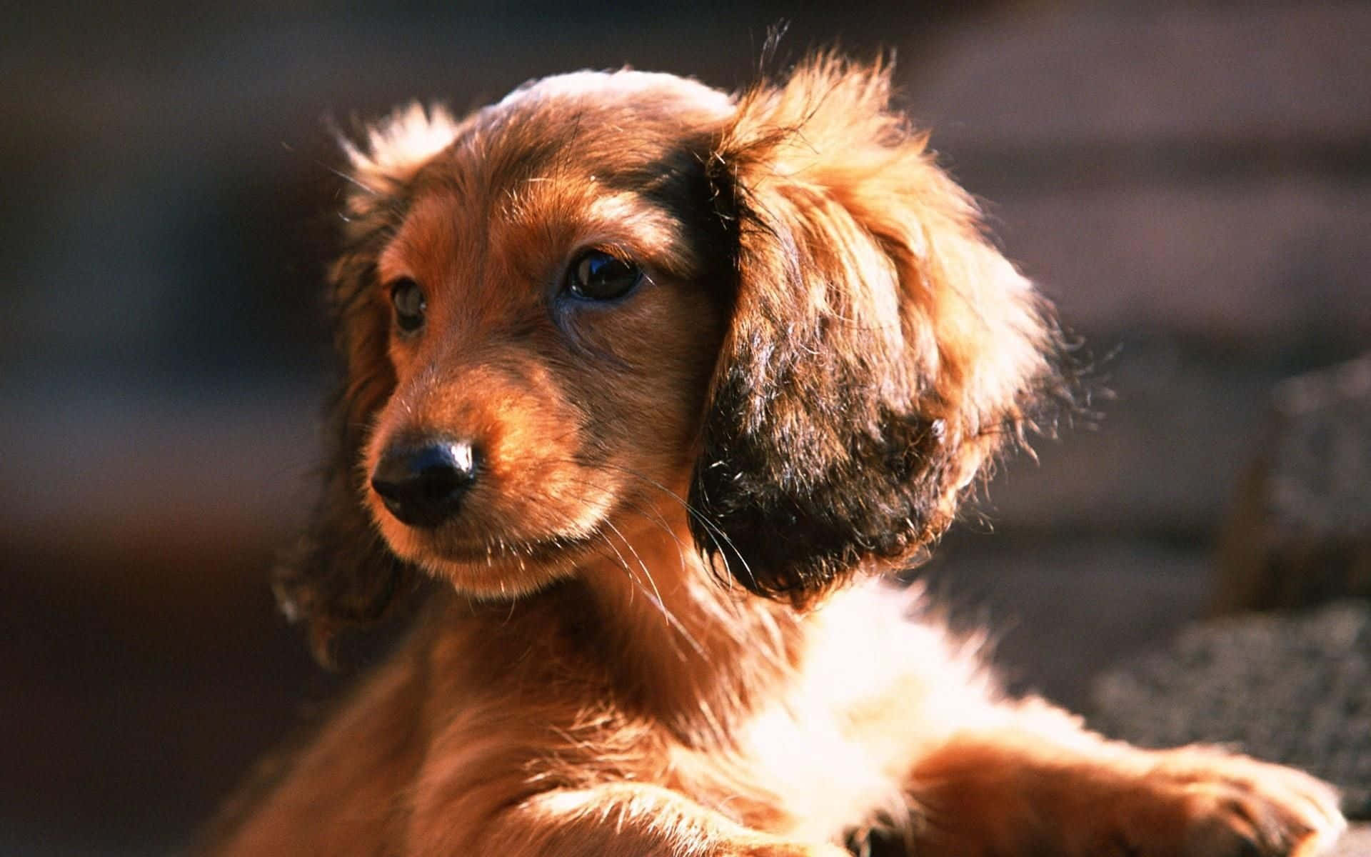 dachshund 桌布 壁紙 — 一隻毛茸茸的紅棕色臘腸犬幼犬的特寫，毛髮柔軟，深色大眼睛若有所思地凝視著。