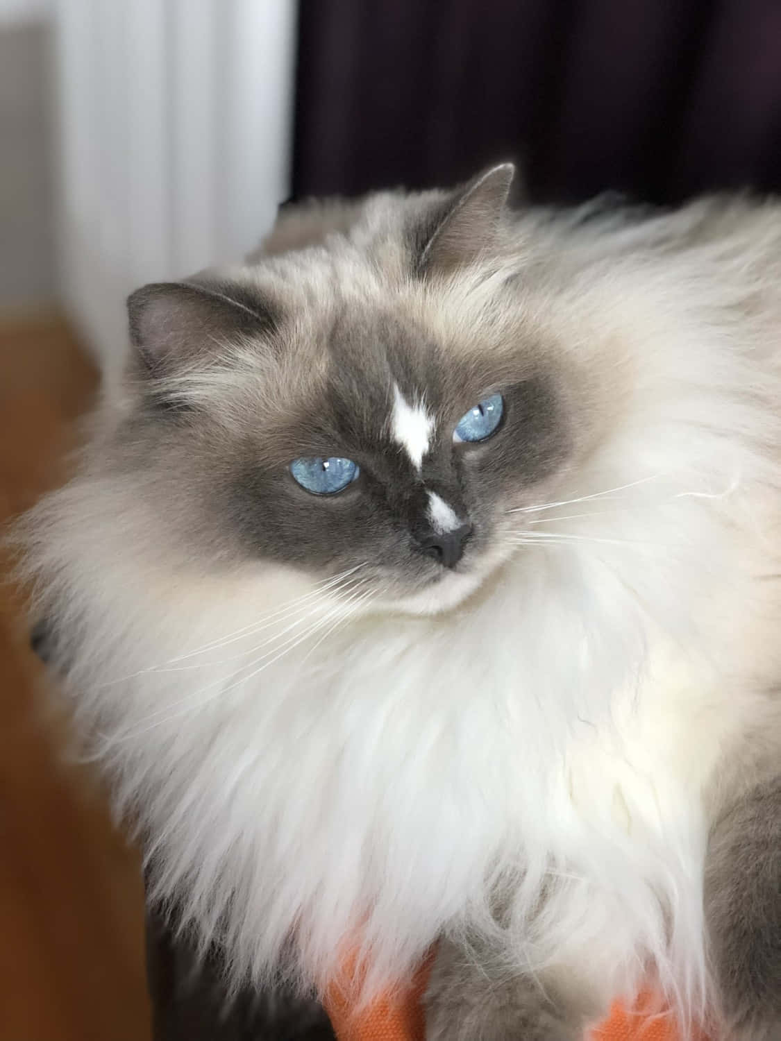 Ragdoll 桌布 壁紙 — 一隻毛茸茸的緬因貓，擁有引人注目的藍色眼睛和白色圍脖，在室內平靜地看著相機。