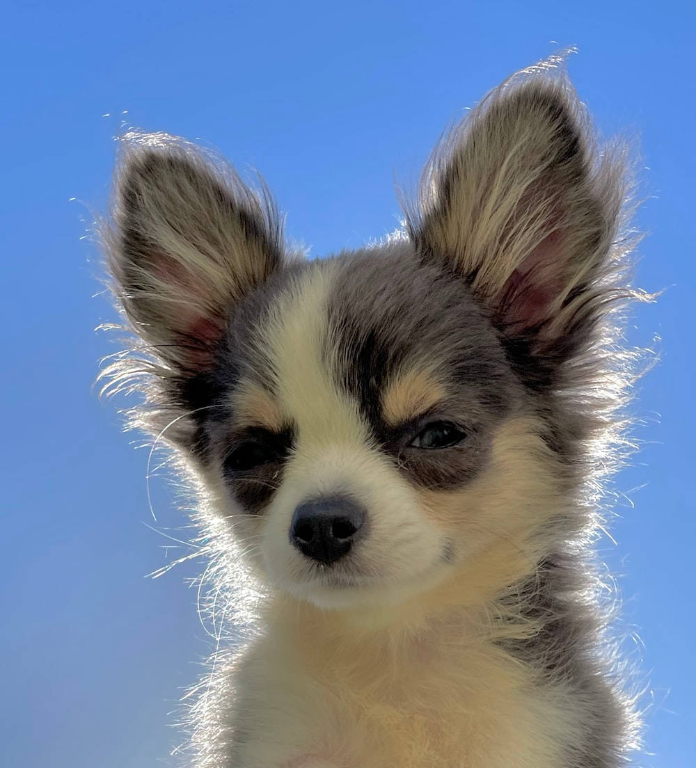 Puppy Dog 桌布 壁紙 — 一隻毛茸茸的芝娃娃幼犬特寫，有大耳朵和富有表情的眼睛，背景是清澈的藍天。