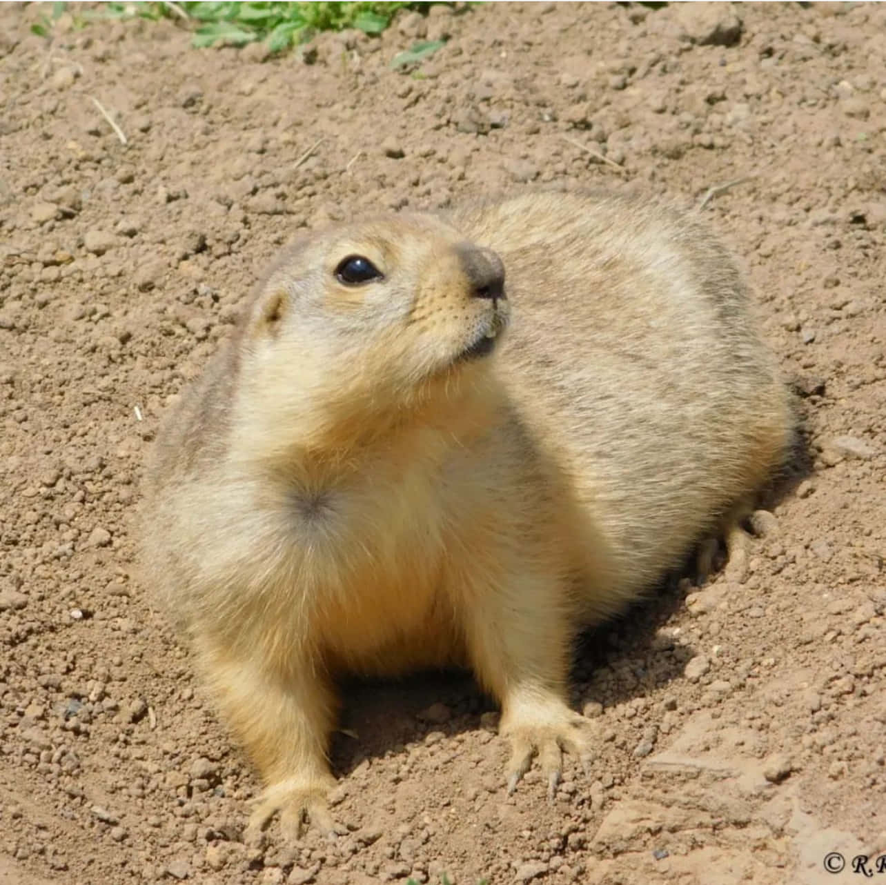 Gopher 桌布 壁紙 — 一隻毛茸茸的草原犬鼠警覺地站在陽光照耀的泥土上，深色的眼睛好奇地向上凝視。