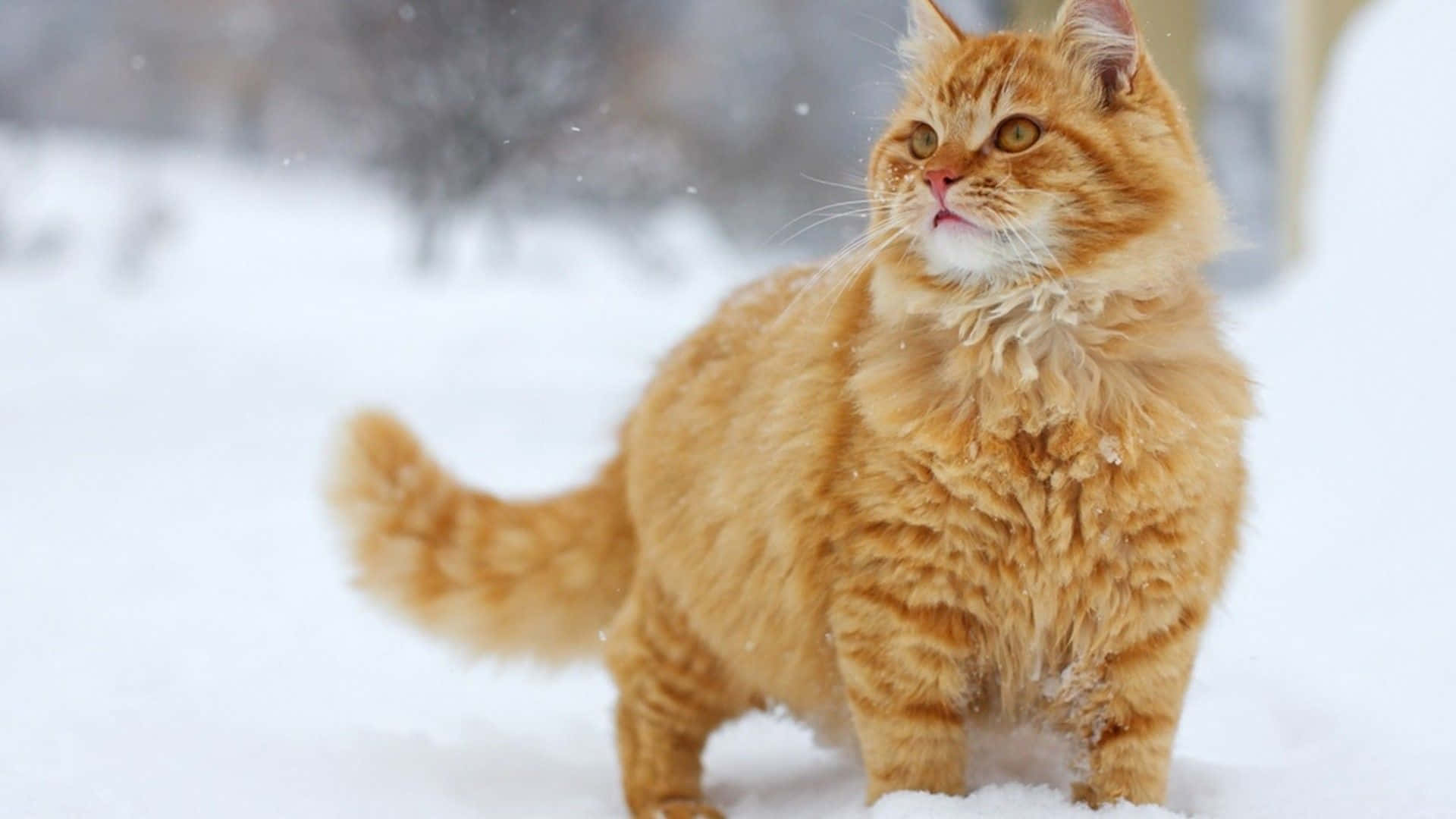 Cat Desktop 桌布 壁紙 — 一隻毛茸茸的薑貓在飄雪中警覺地站立，背景是模糊的冬季森林。