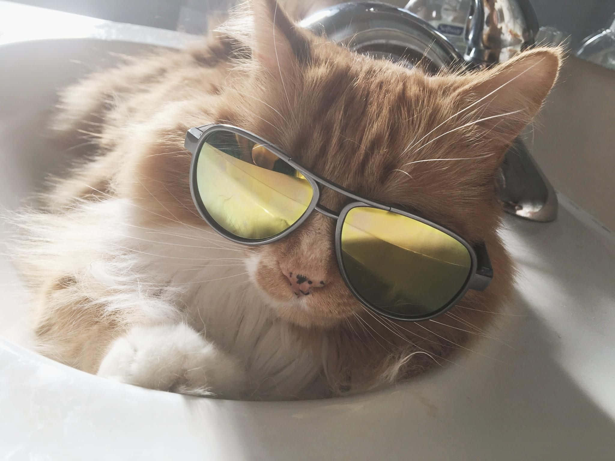 Cool Cat 桌布 壁紙 — 一隻毛茸茸的薑貓躺在白色洗手盆中，戴著酷炫的黃色飛行員太陽眼鏡。