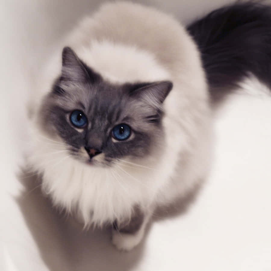 Ragdoll 桌布 壁紙 — 一隻毛茸茸的藍眼貓，灰色臉龐和白色胸部，從柔軟的白色表面向上凝視。