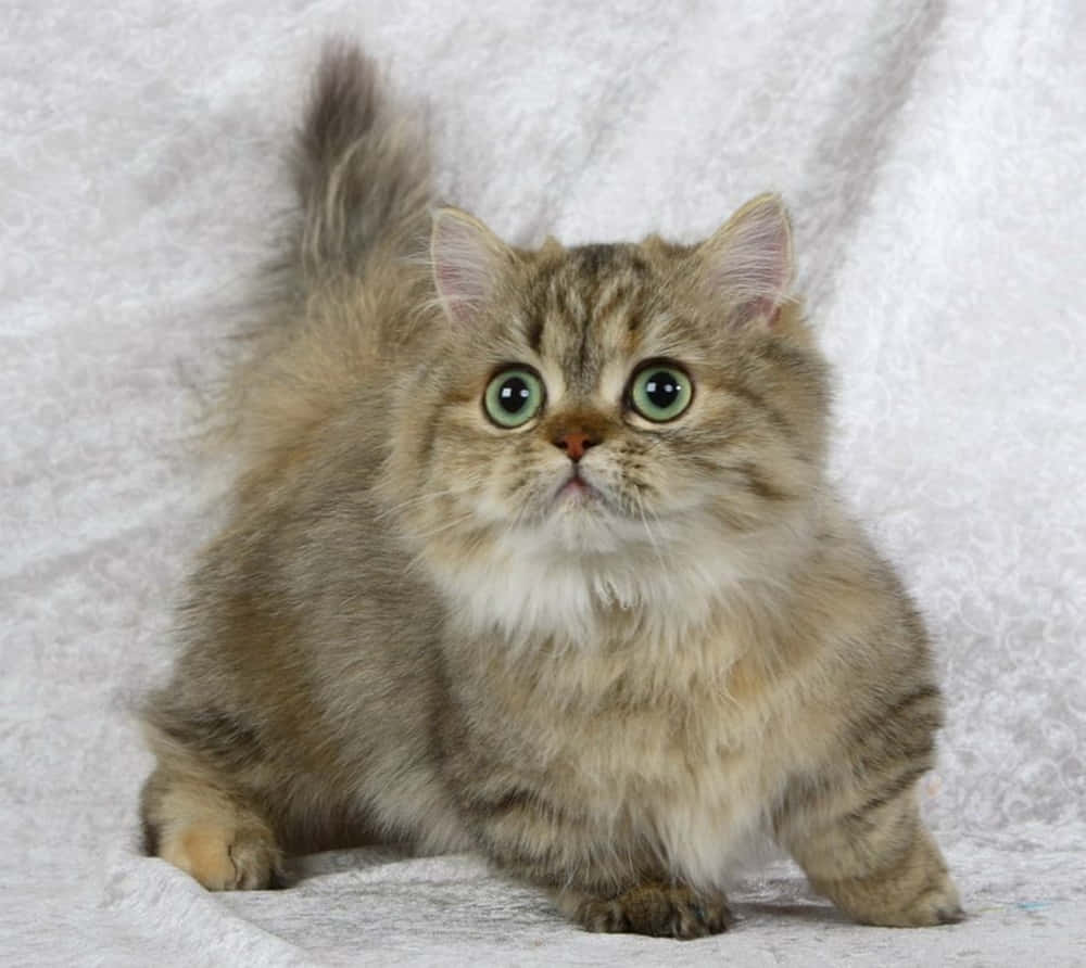 Napoleon Cat 桌布 壁紙 — 一隻毛茸茸的虎斑小貓，擁有引人注目的綠色眼睛，警覺地坐在有紋理的白色布料背景上。