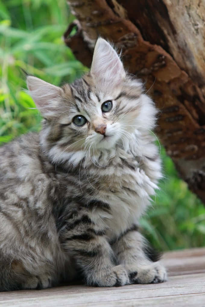 Norwegian Forest Cat 桌布 壁紙 — 一隻毛茸茸的虎斑小貓，有著引人注目的藍色眼睛，警覺地坐在木甲板上，旁邊是一棵風化的樹幹。