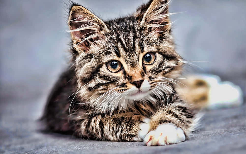 American Bobtail 桌布 壁紙 — 一隻毛茸茸的虎斑小貓，睜著大大的好奇眼睛，躺在灰色表面上直視鏡頭。