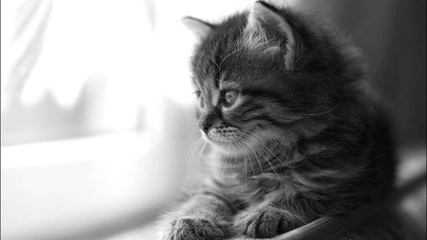 Cat Desktop 桌布 壁紙 — 一隻毛茸茸的虎斑小貓坐在柔和的黑白光線中，若有所思地望向一旁，鬍鬚細緻，毛髮質感清晰對焦。