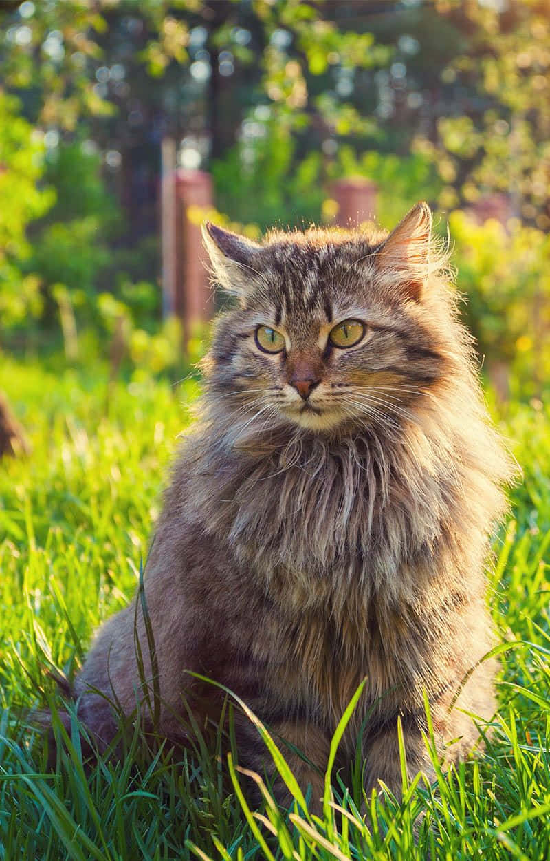 Siberian Cat 桌布 壁紙 — 一隻毛茸茸的虎斑貓，有著引人注目的綠色眼睛，警覺地坐在陽光照耀的草地上，周圍是模糊的綠色樹葉。