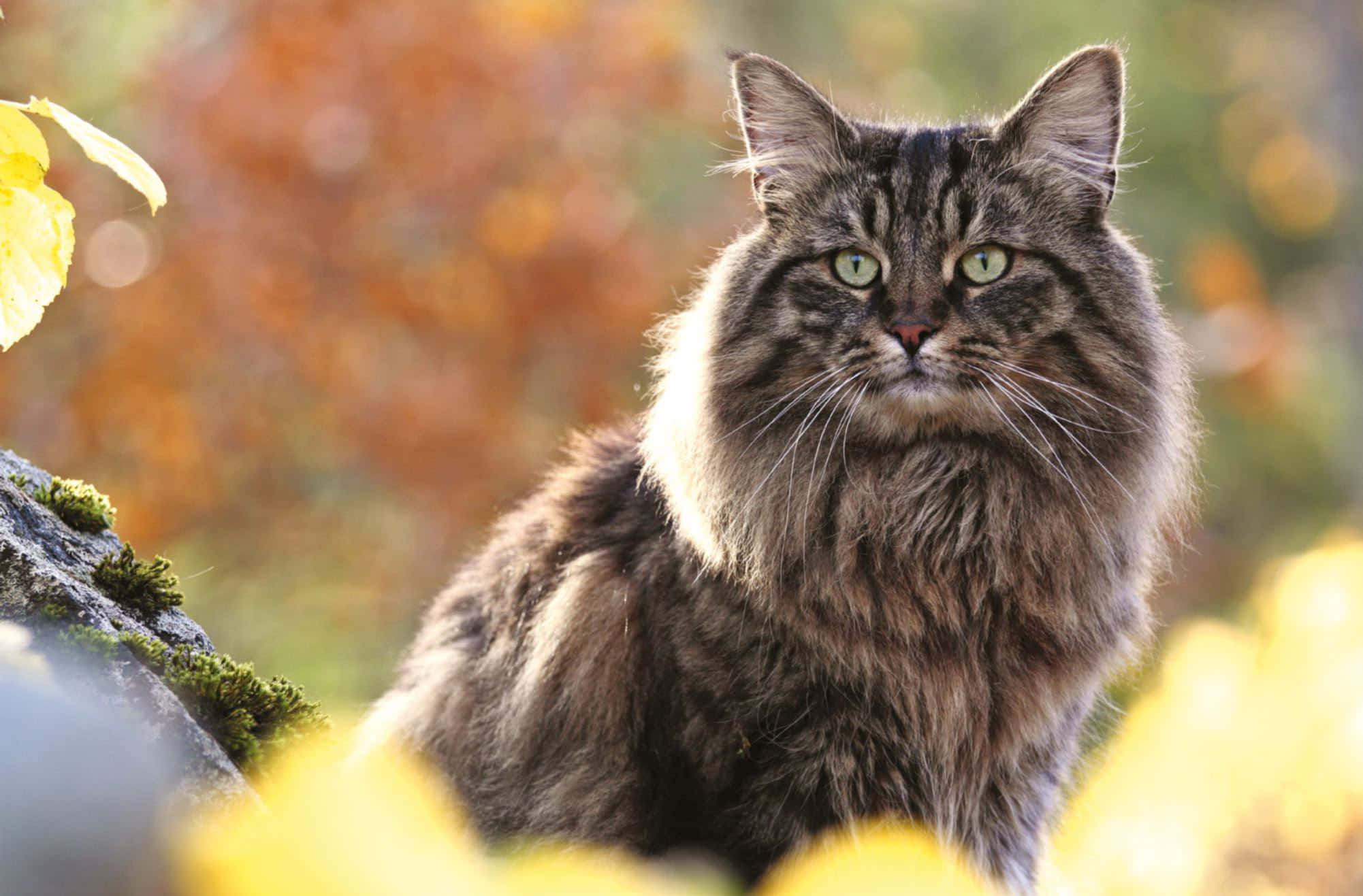 Norwegian Forest Cat 桌布 壁紙 — 一隻毛茸茸的虎斑貓，有著綠色眼睛，警覺地坐在秋天的落葉和長滿苔蘚的石頭之間。