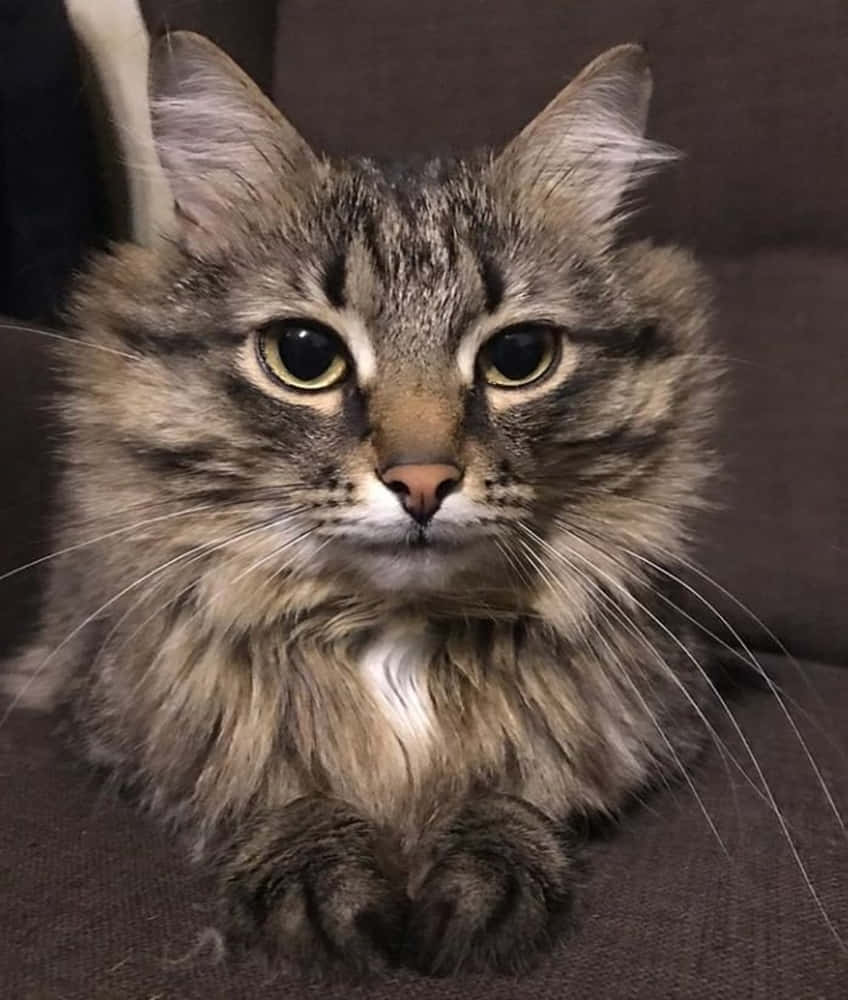 Norwegian Forest Cat 桌布 壁紙 — 一隻毛茸茸的虎斑貓，睜著綠色的大眼睛，從深棕色沙發上凝視著。