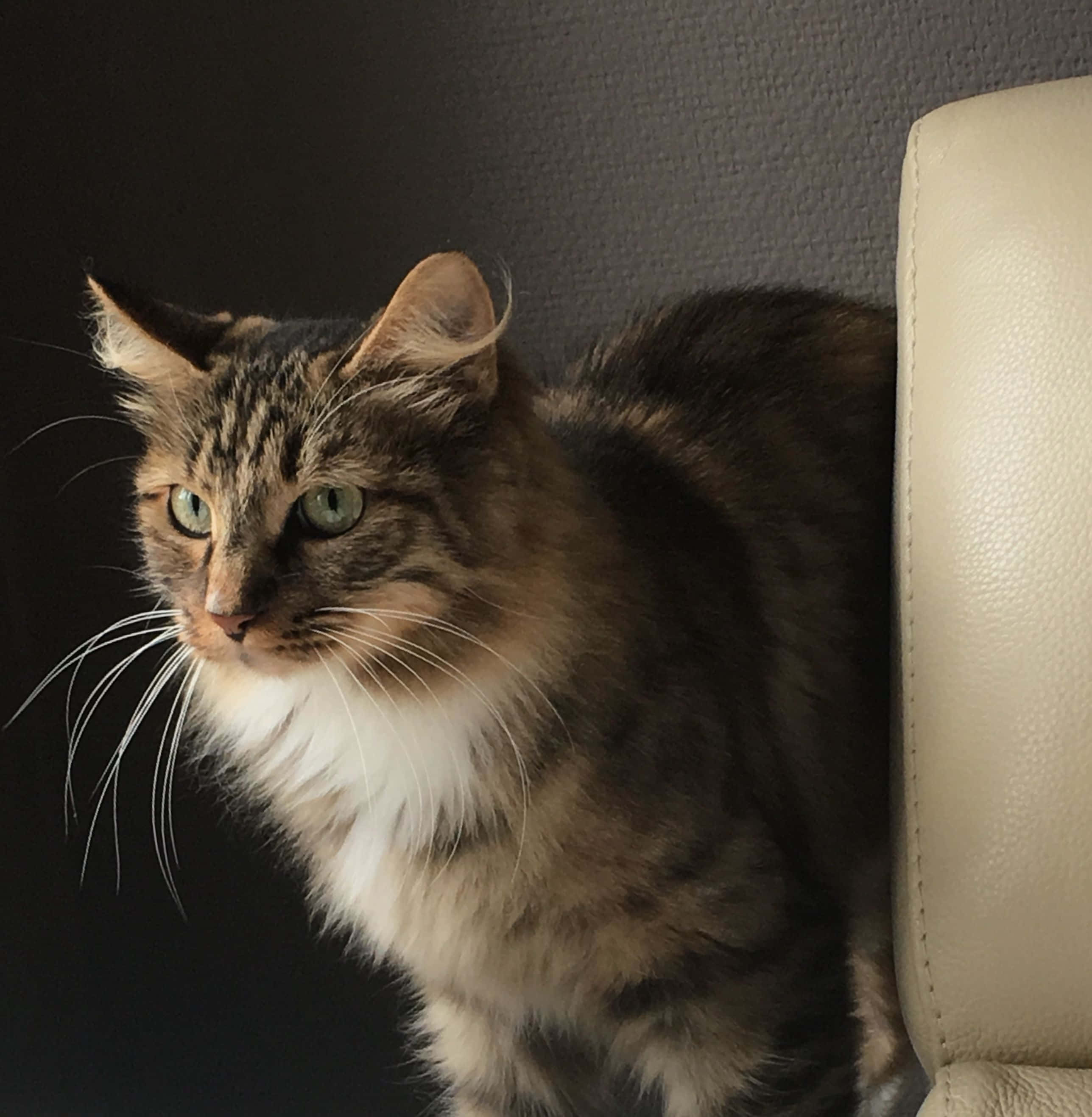 Kurilian Bobtail 桌布 壁紙 — 一隻毛茸茸的虎斑貓，綠色眼睛，警覺地坐在一張奶油色皮革椅子旁邊，背景是深色紋理牆壁。