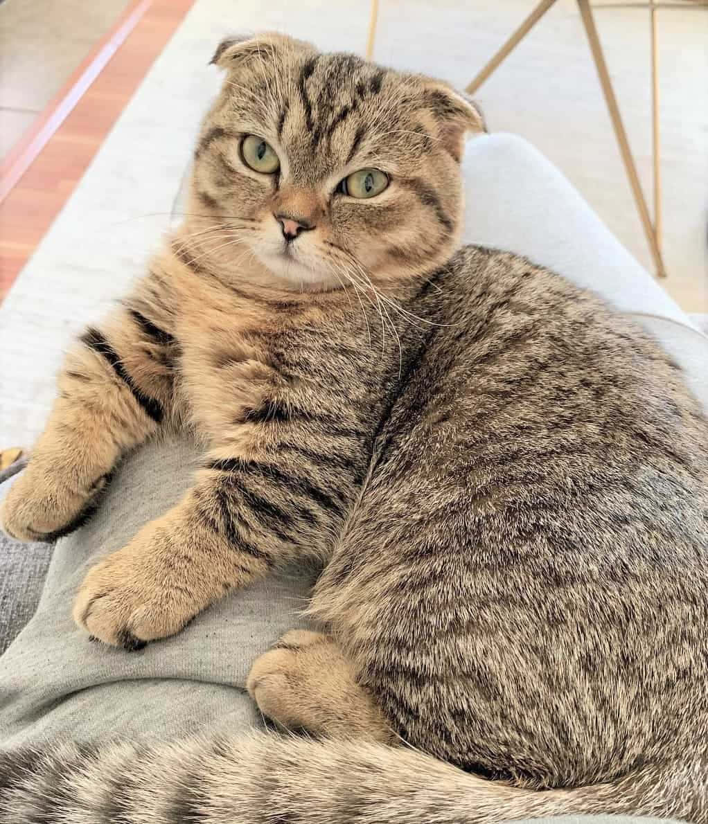 Munchkin Cat 桌布 壁紙 — 一隻毛茸茸的虎斑貓，耳朵折疊，舒適地躺在室內的灰色毯子上。