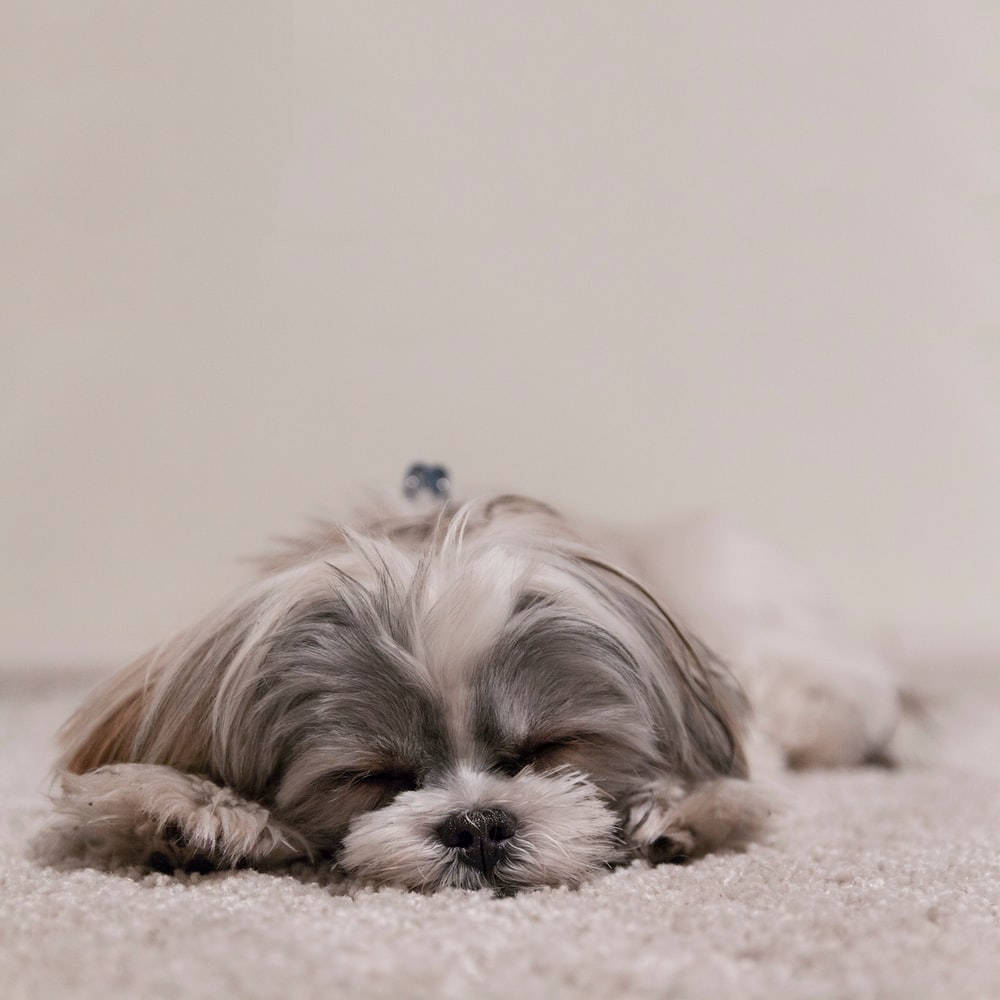狗 桌布 壁紙 — 一隻毛茸茸的西施犬在柔軟的米色地毯上閉著眼睛安詳地睡覺。