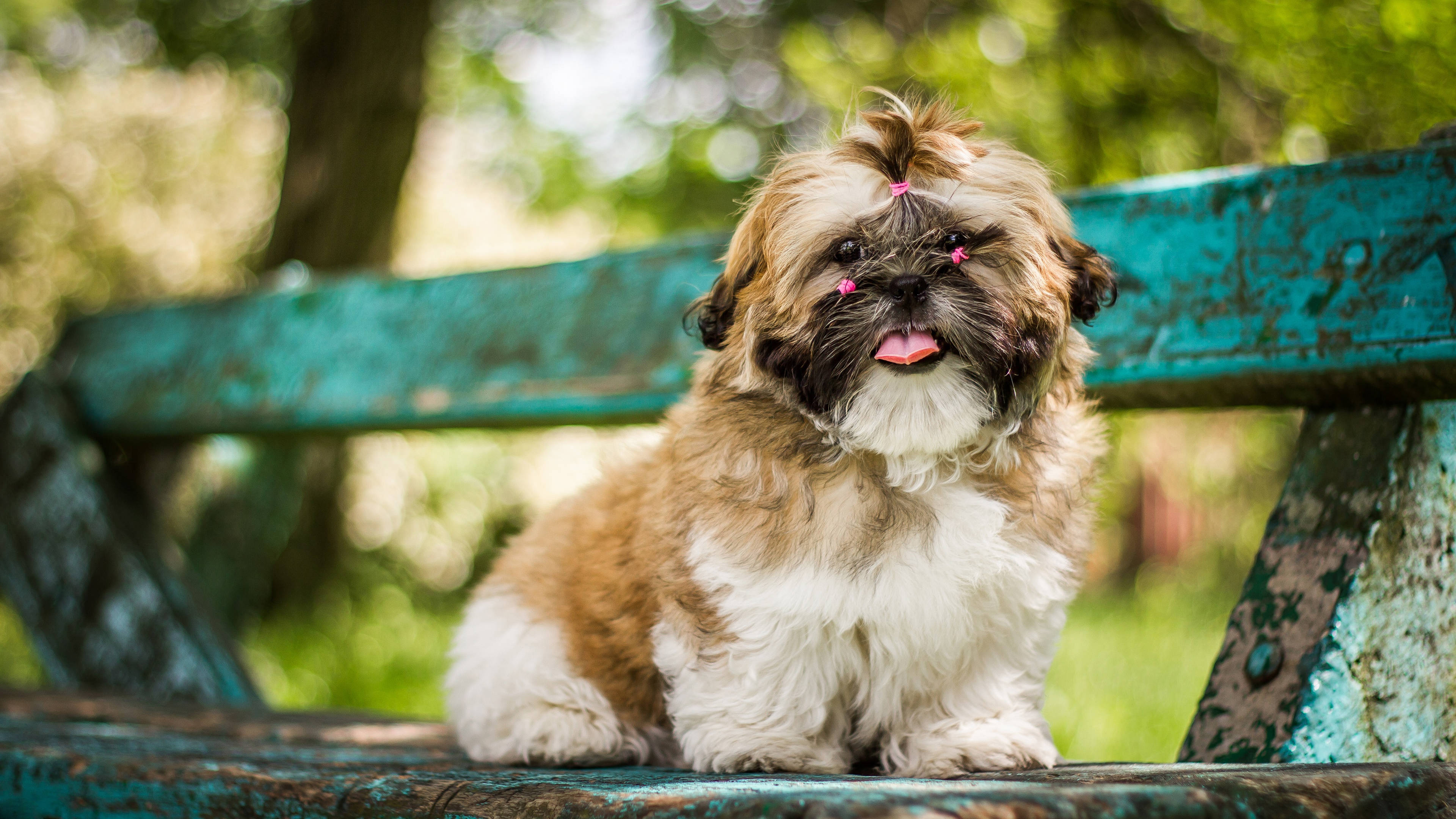 小狗 桌布 壁紙 — 一隻毛茸茸的西施犬戴著粉紅色蝴蝶結飾物，開心地坐在一張風化的青綠色公園長椅上，周圍是綠色樹葉。
