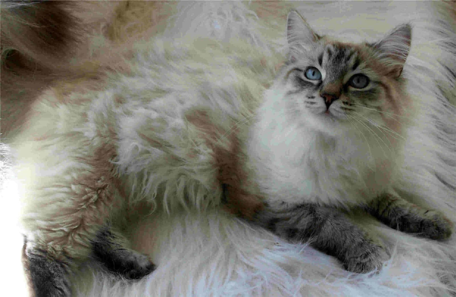 Siberian Cat 桌布 壁紙 — 一隻毛茸茸的貓咪，擁有引人注目的藍色眼睛，躺在柔軟的白色地毯上，帶著平靜的好奇心向上凝視。