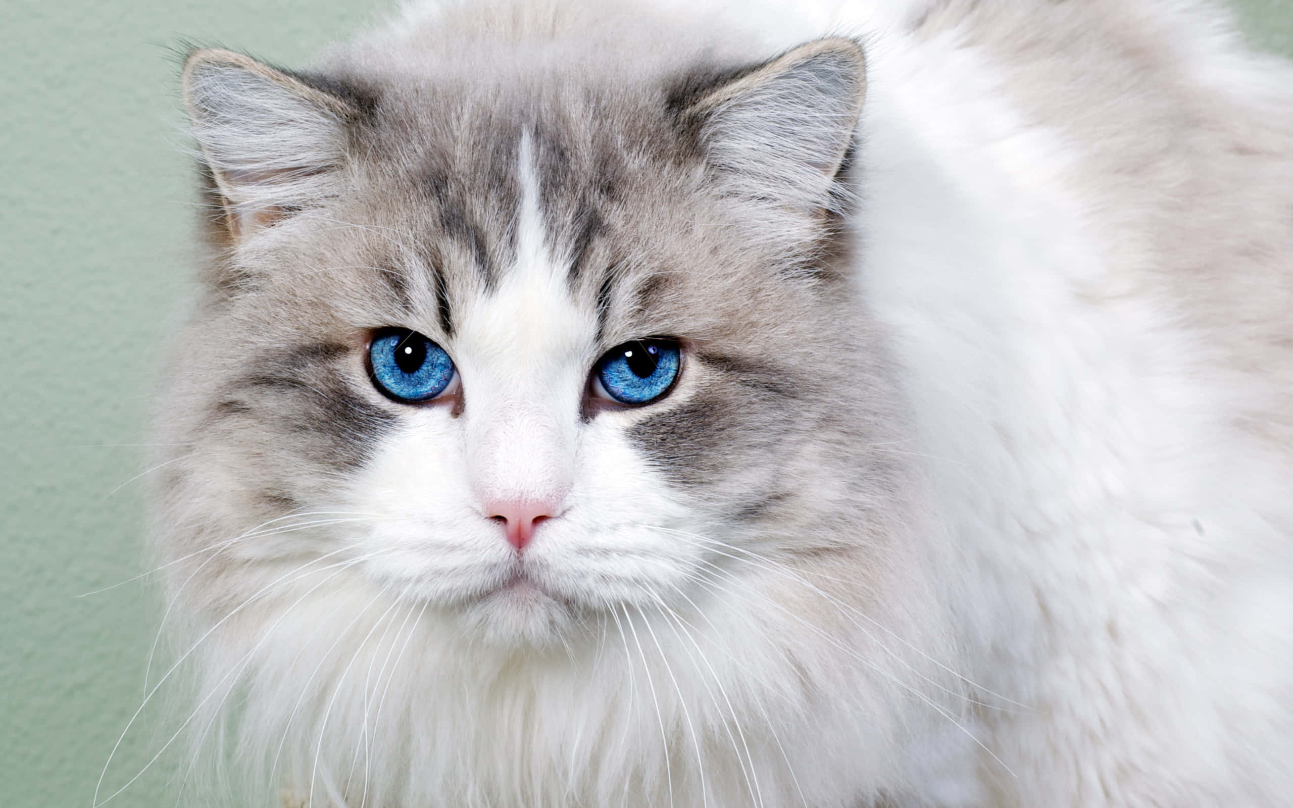 Ojos Azules Cat 桌布 壁紙 — 一隻毛茸茸的貓咪，擁有引人注目的藍色眼睛和灰白色毛髮，近距離直視鏡頭。