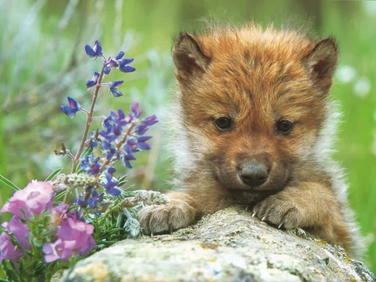 Cute Wolf 桌布 壁紙 — 一隻毛茸茸的赤狐幼崽將爪子擱在長滿苔蘚的石頭上，旁邊是紫色和粉紅色的野花，在一片陽光明媚的草地上。