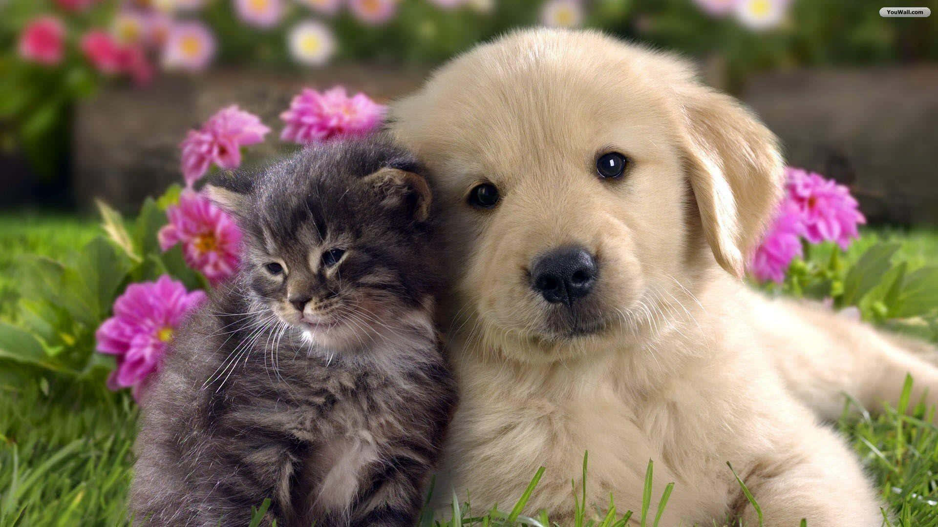 pets 桌布 壁紙 — 一隻毛茸茸的金毛尋回犬幼犬和一隻灰色虎斑小貓在鮮綠色草地上依偎，周圍環繞著粉紅色花朵。