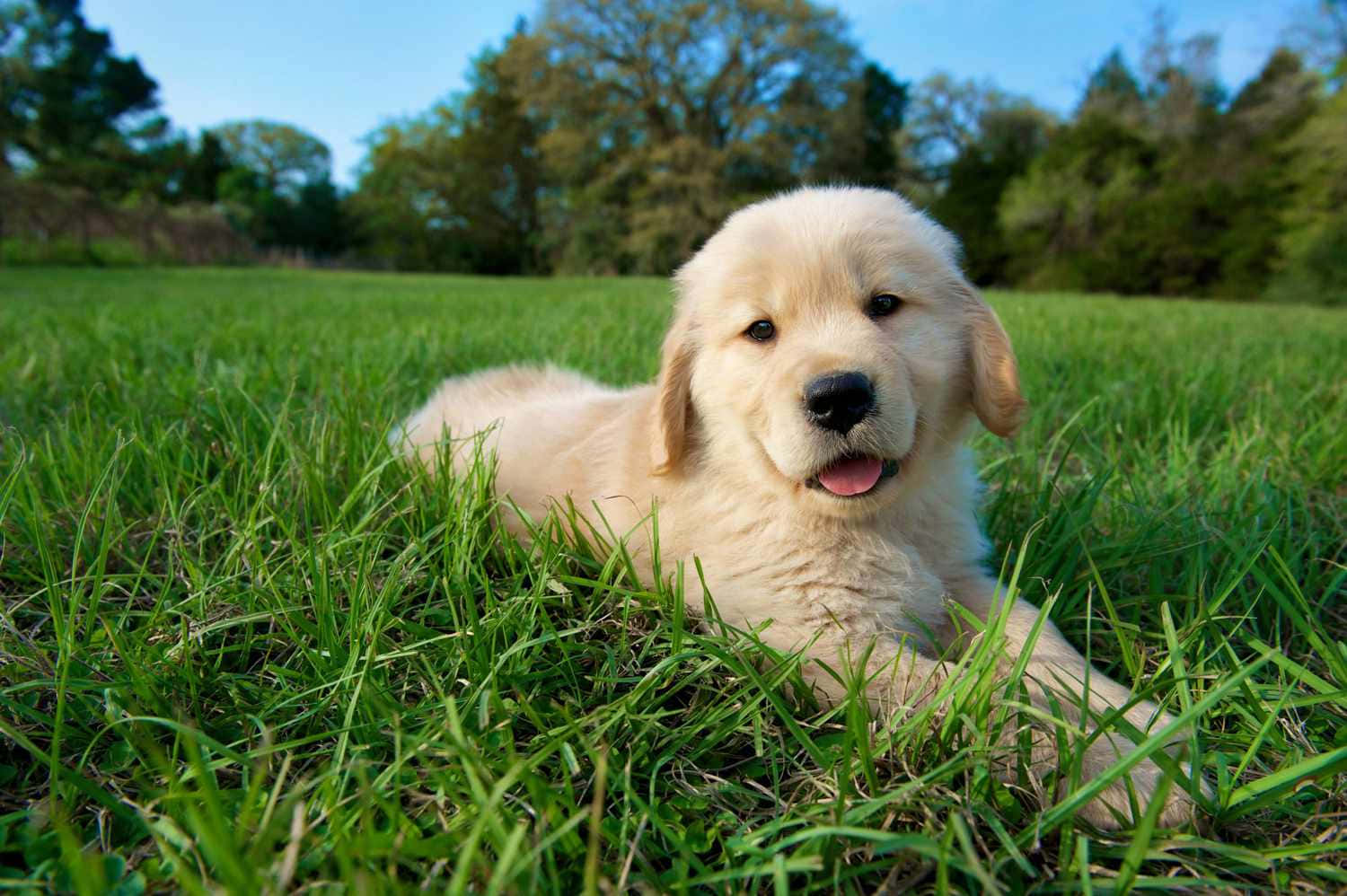 Puppy Dog 桌布 壁紙 — 一隻毛茸茸的金毛尋回犬幼犬喺晴朗嘅藍天下，開心咁躺喺充滿活力嘅綠色草地上。