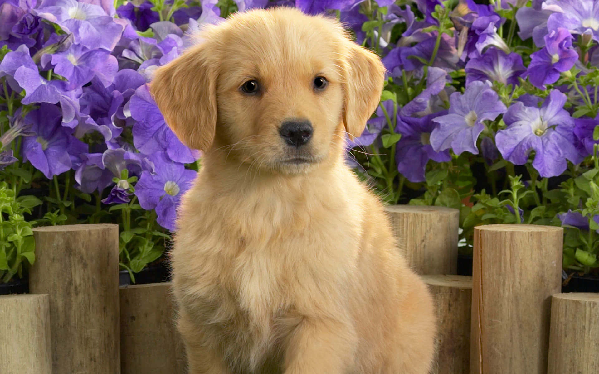Yellow Labrador 桌布 壁紙 — 一隻毛茸茸的金毛尋回犬幼犬平靜地坐在充滿活力的紫色花壇和木柵欄前。