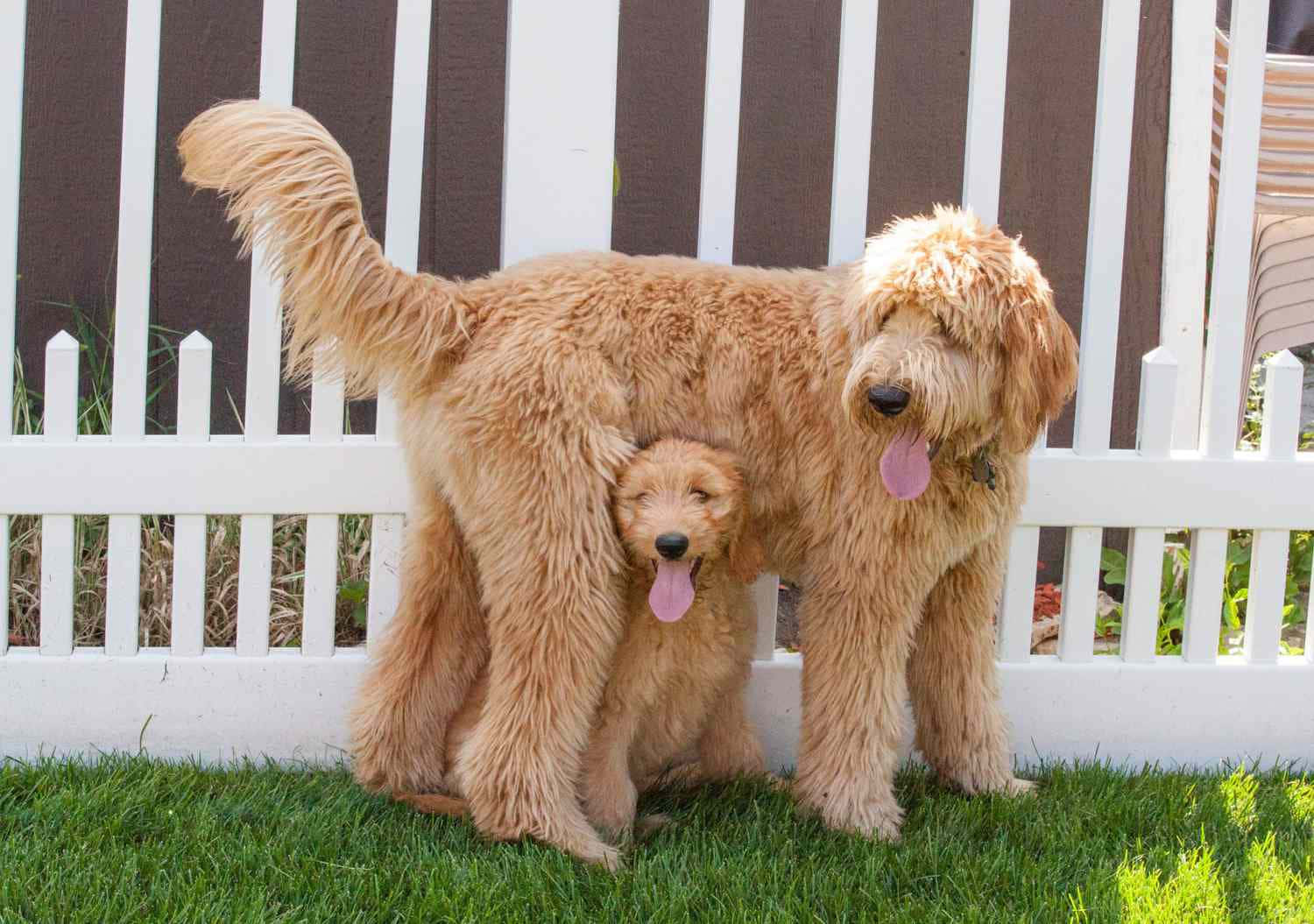 Poodle 桌布 壁紙 — 一隻毛茸茸的金毛貴賓犬保護性地站在其較小的幼犬上方，兩者在白色柵欄旁的綠色草地上快樂地喘氣。