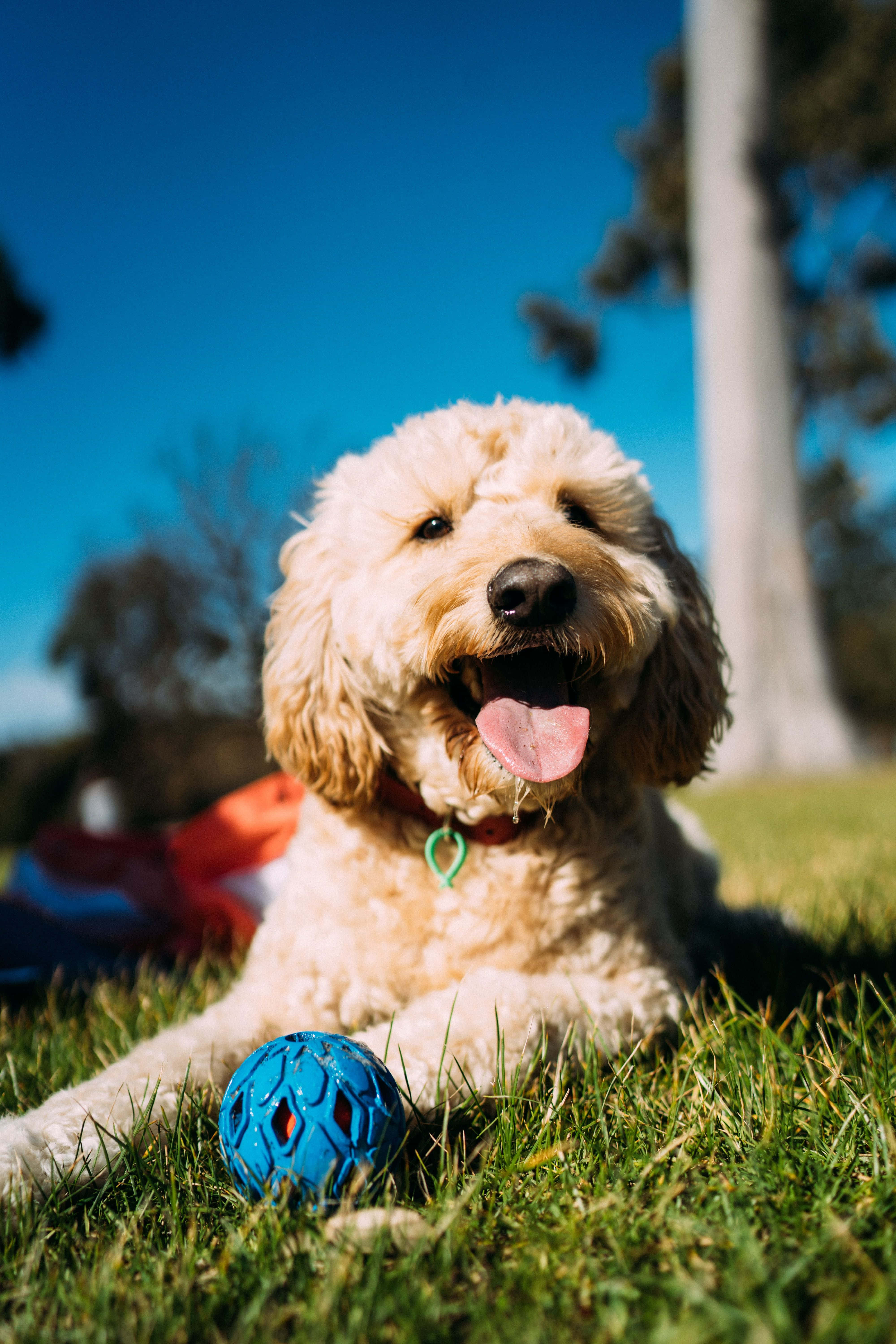 一隻毛茸茸的金毛貴賓犬幼犬 壁紙 — 一隻快樂的金毛貴賓犬躺在綠草上，旁邊有一個藍色的球，在晴朗的藍天下。