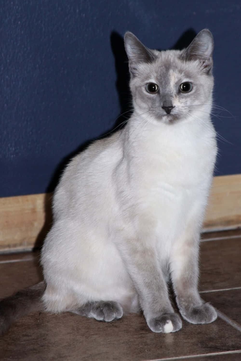 Thai Lilac Cat 桌布 壁紙 — 一隻毛茸茸的銀白色小貓警覺地坐在瓷磚地板上，背景是深藍色的牆壁。