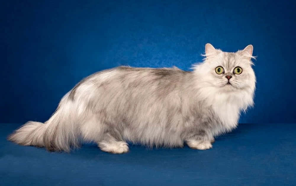 Napoleon Cat 桌布 壁紙 — 一隻毛茸茸的銀色波斯貓，擁有明亮的綠色眼睛，在純藍色攝影棚背景下警覺地站立。